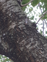Hierodula patellifera patellifera