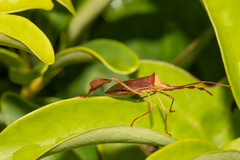 Chondrocera laticornis