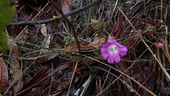 Agalinis peduncularis