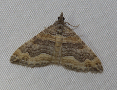 Perizoma custodiata