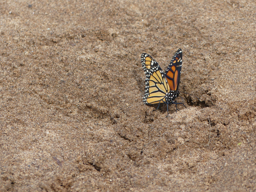 Monarch photographed in Wisconsin