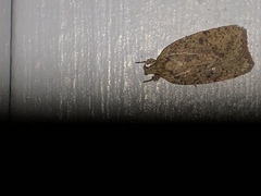 Agonopterix thelmae