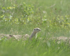 Urocitellus richardsonii
