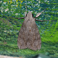 Erinnyis yucatana