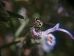 Allograpta hortensis