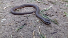 Helicops carinicaudus