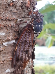 Graptopsaltria nigrofuscata