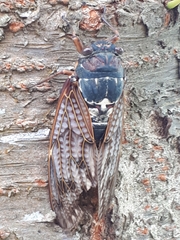 Graptopsaltria nigrofuscata