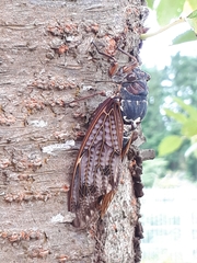 Graptopsaltria nigrofuscata