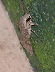 Erinnyis yucatana