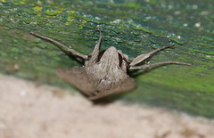 Erinnyis yucatana