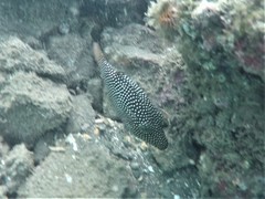 Canthigaster punctatissima