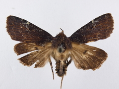 Austramathes purpurea