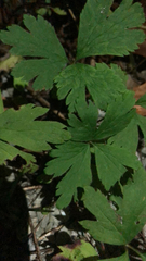 Anemonoides quinquefolia