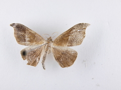 Sarisa muriferata