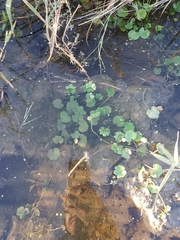 Halerpestes sarmentosa