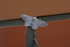 Lassaba parvalbidaria