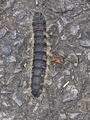 Phalera flavescens