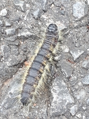 Phalera flavescens