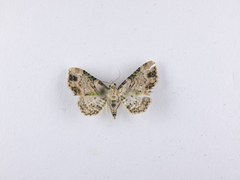 Chloroclystis sphragitis