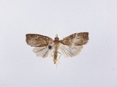 Planotortrix
