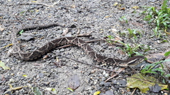 Bothrops jararacussu