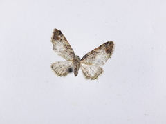 Pasiphila plinthina