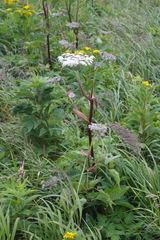 Angelica gmelinii