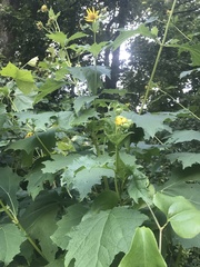 Smallanthus uvedalia