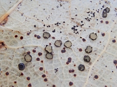 Coccomyces coronatus