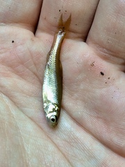 Pimephales notatus