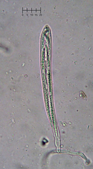 Coccomyces coronatus