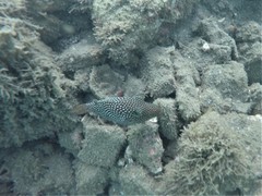 Canthigaster punctatissima