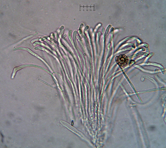 Coccomyces coronatus
