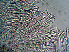 Coccomyces coronatus