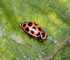 Coleomegilla maculata lengi