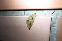 Heterolocha satoi