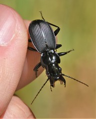 Pterostichus moestus
