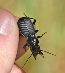 Pterostichus moestus