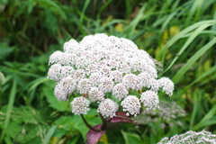 Angelica gmelinii