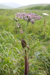 Angelica gmelinii