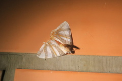 Callabraxas convexa