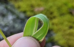 Graphephorum melicoides