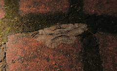 Hypomecis obliquisigna