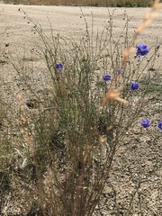 Delphinium consolida