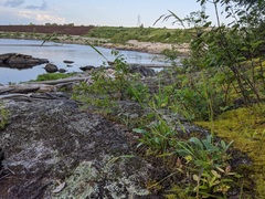 Graphephorum melicoides