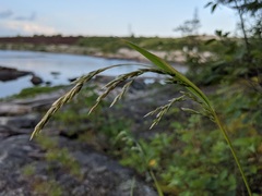 Graphephorum melicoides