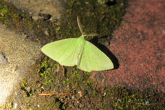 Tanaoctenia haliaria
