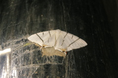 Ourapteryx nigrociliaris