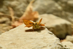 Ochlodes sylvanoides omnigena